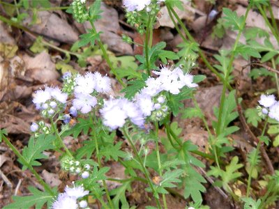 Phacelia purshii