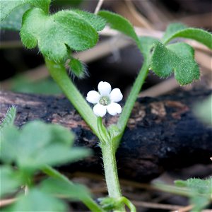 Baby blue-eyes (Nemophila aphylla) at Radnor Lake in Nashville, Tennessee