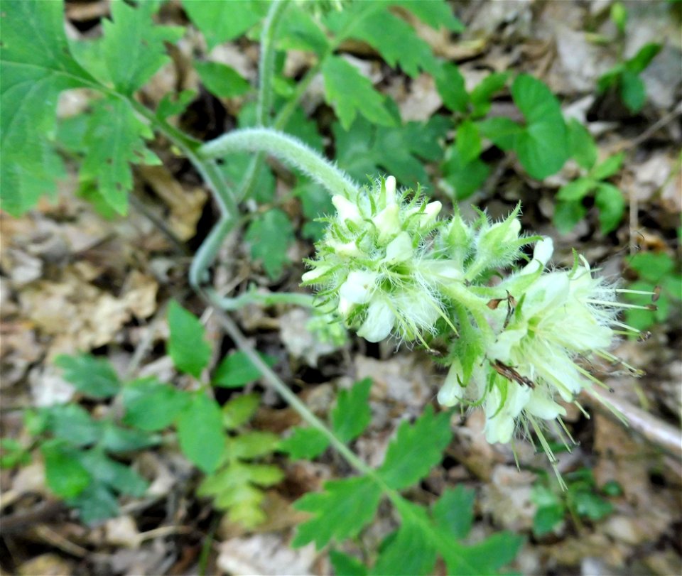 Hydrophyllum macrophyllum, rich forested slope of Black Mountain, near "The Doubles" area, Harlan County, Kentucky.