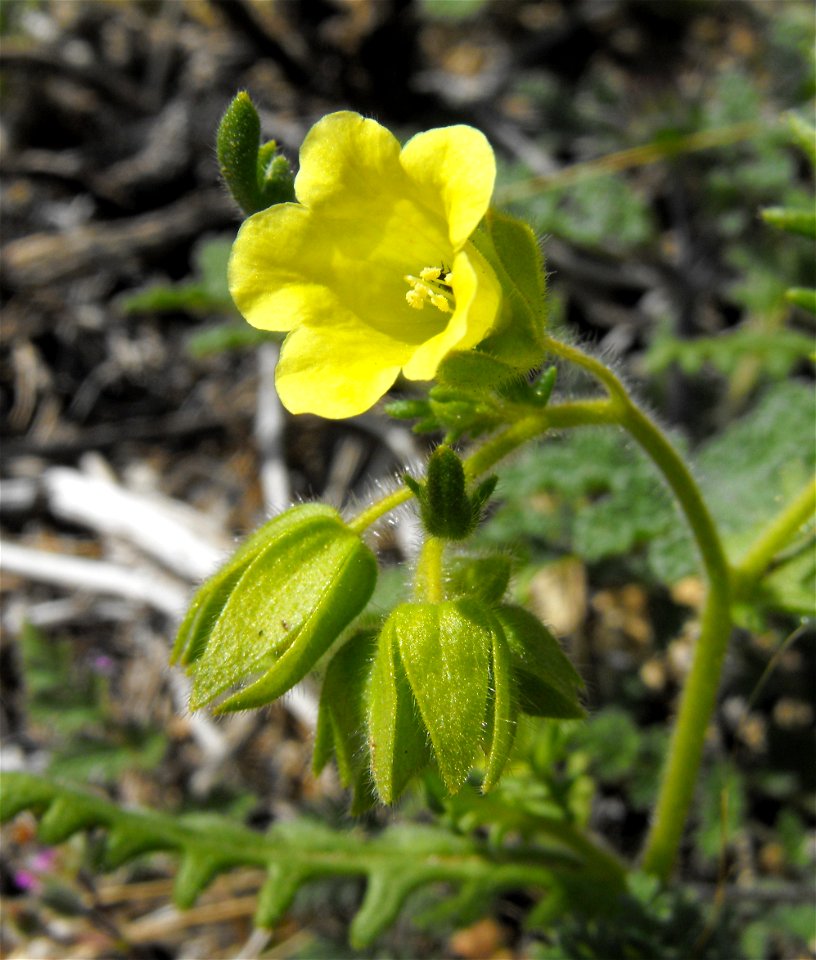 Emmenanthe penduliflora in Anza Borrego Desert State Park, California, USA.