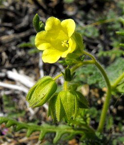 Emmenanthe penduliflora in Anza Borrego Desert State Park, California, USA.
