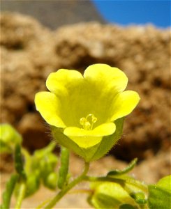 Emmenanthe penduliflora in Anza Borrego Desert State Park, California, USA.