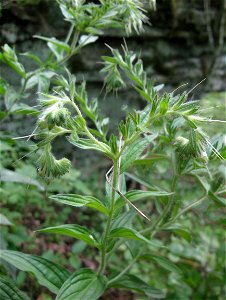 Lithospermum parviflorum, in a calcareous woodland along "Devil's Backbone", a ridge at Benson Creek. Franklin County, Kentucky.