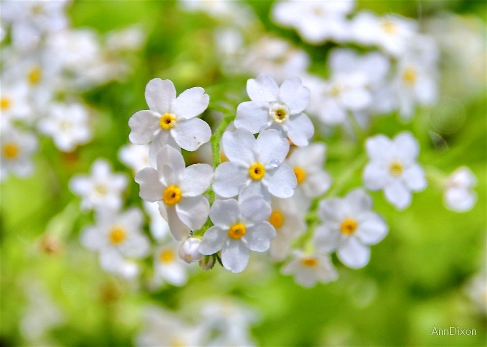 Myosotis abyssinica