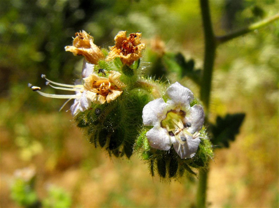 Phacelia ramosissima at Oakoasis Open Space Preserve in Lakeside, California, USA. Probably var. latifolia.