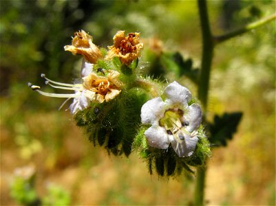 Phacelia ramosissima at Oakoasis Open Space Preserve in Lakeside, California, USA. Probably var. latifolia.