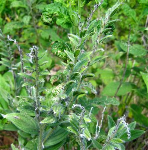 Lithospermum bejariense, dry bluffs of the Tennessee River, Decatur County, Tennessee.