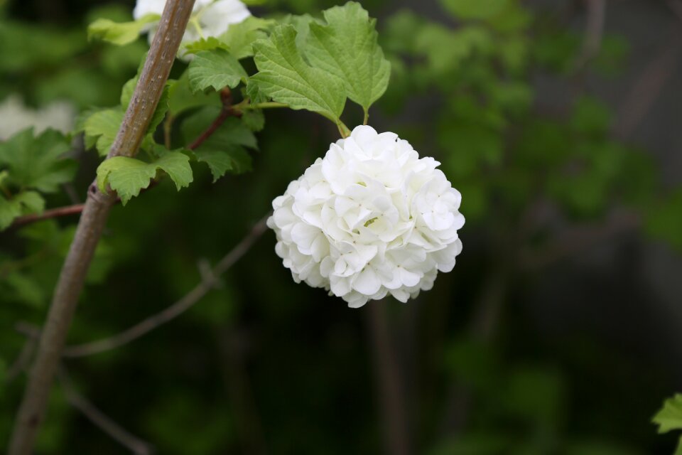 Flower leaves tree