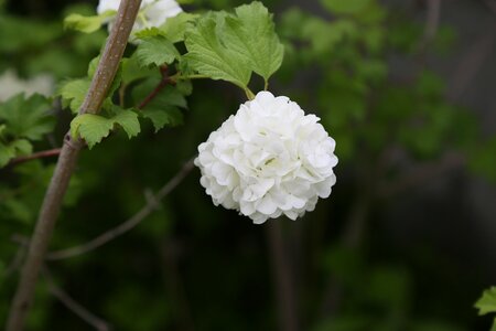 Flower leaves tree photo