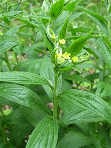Lithospermum latifolium, Lower Howard's Creek, Clark County, Kentucky.