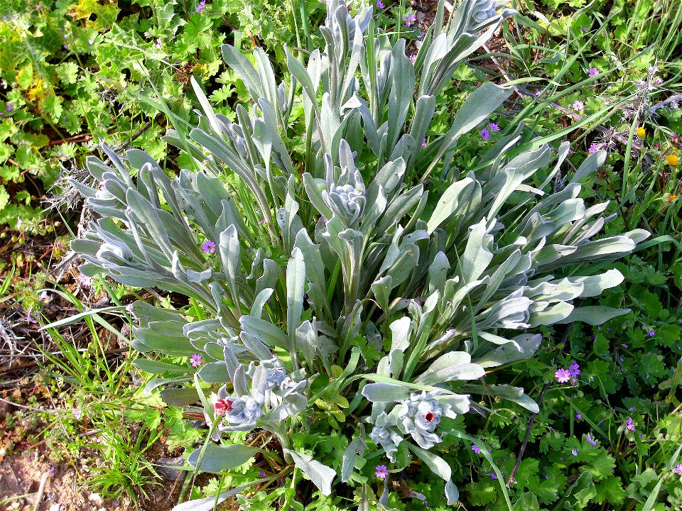 Pardoglossum cheirifolium habit Campo de Calatrava, Spain