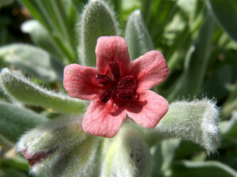 Flor de Pardoglossum cheirifolium subsp. cheirifolium (Rivas Vaciamadrid, Madrid)