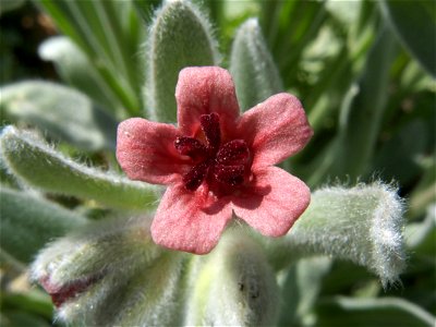 Flor de Pardoglossum cheirifolium subsp. cheirifolium (Rivas Vaciamadrid, Madrid)