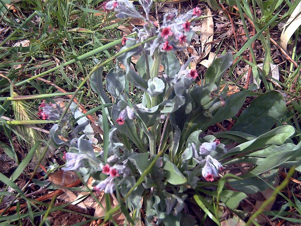 Pardoglossum cheirifolium Plant Solana del Pino, Spain