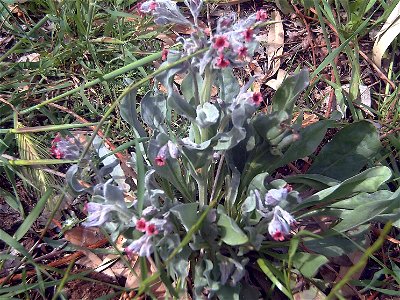 Pardoglossum cheirifolium Plant Solana del Pino, Spain
