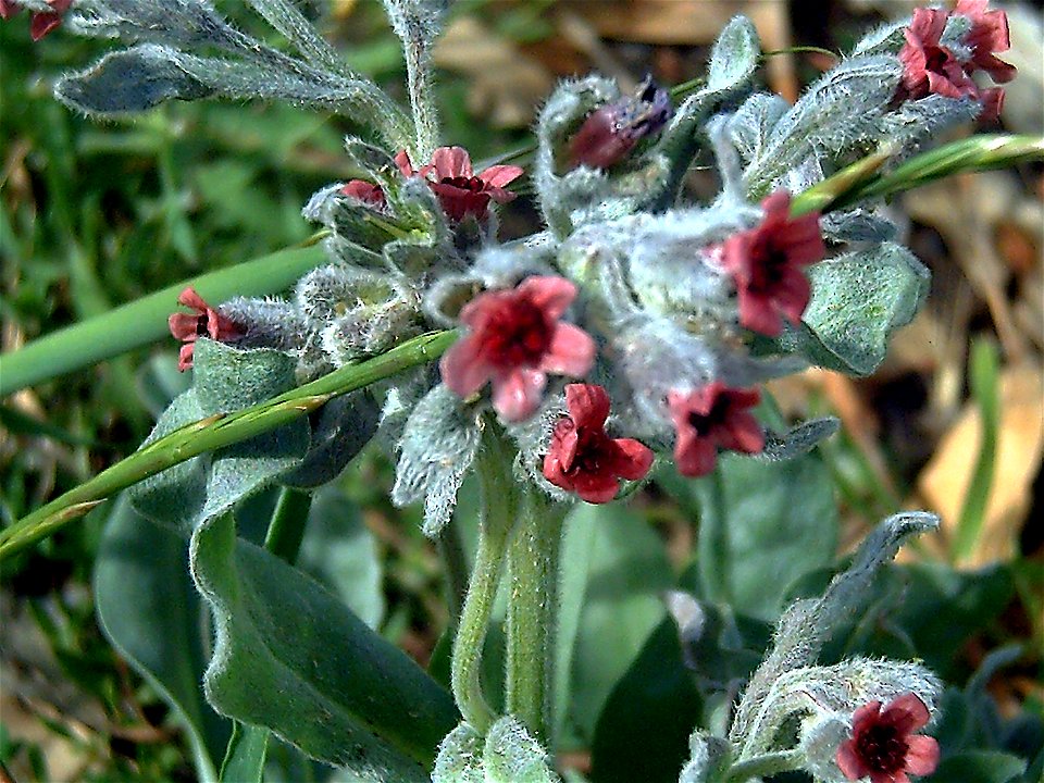 Pardoglossum cheirifolium Flower Closeup Solana del Pino, Spain