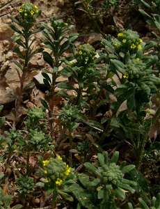 Neatostema apulum, synonim Lithospermum apulum flowering plants, Castelltallat, Catalonia