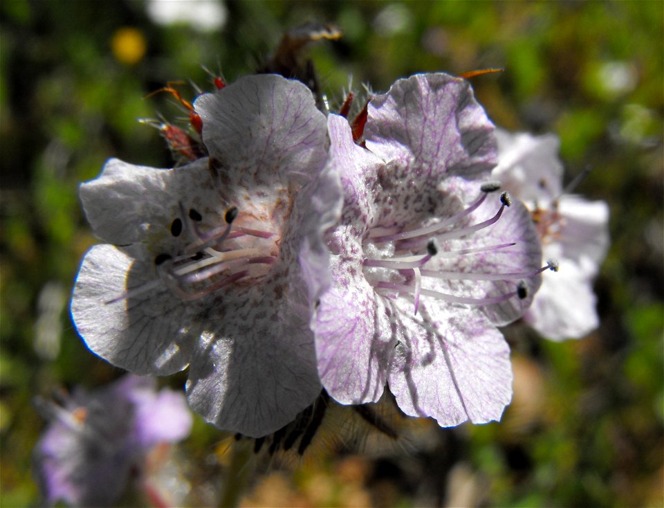 — Caterpillar phacelia.  
At Lake Poway in San Diego County, NW Peninsular Ranges, Southern California.