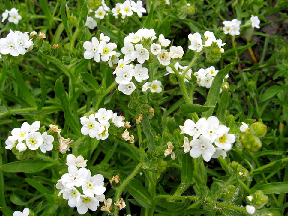 Image title: The rough popcornflower plagiobothrys hirtus an endangered plant species
Image from Public domain images website, http://www.public-domain-image.com/full-image/flora-plants-public-domain-