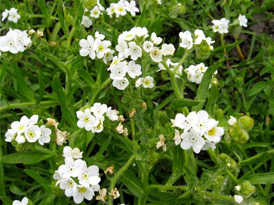 Image title: The rough popcornflower plagiobothrys hirtus an endangered plant species Image from Public domain images website, http://www.public-domain-image.com/full-image/flora-plants-public-domain- photo