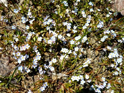 Bodensee-Vergissmeinnicht (Myosotis rehsteineri)