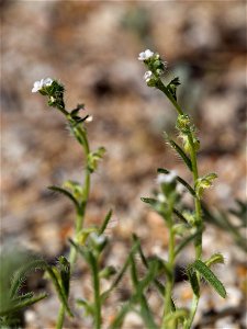 Hairy-Leaved Comb-Burr, Pectocarya penicillata, at Palm Canyon, Anza Borrego State Park, CA, USA photo