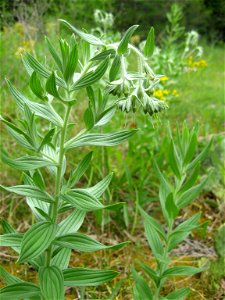 Lithospermum molle near a cedar glade at Cedars of Lebanon State Park, Wilson County, Tennessee.