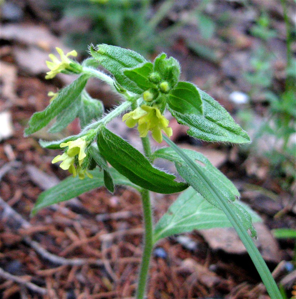 Lithospermum tuberosum dry limestone woodland at Cedars of Lebanon State Park, Wilson County, Tennessee.
