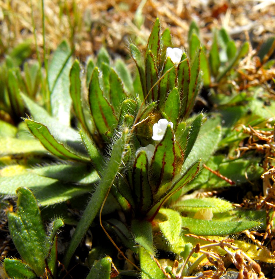 Plagiobothrys arizonicus in Anza Borrego Desert State Park, California, USA.
