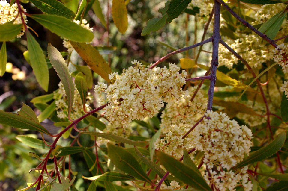 Leaves and flowers of the Bushman's tea, in Walter Sisulu Botanical Garden, Ruimsig, Johannesburg