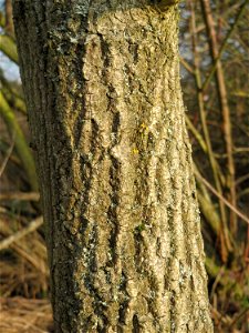 Pfaffenhütchen (Euonymus europaeus) in Hockenheim