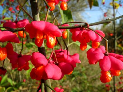 Pfaffenhütchen (Euonymus europaeus) im Naturschutzgebiet St. Arnualer Wiesen
