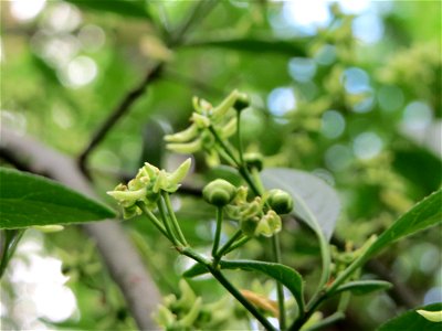 Gewöhnlicher Spindelstrauch oder Pfaffenhütchen (Euonymus europaeus) im Naturschutzgebiet "St. Arnualer Wiesen"