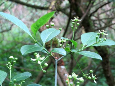 Gewöhnlicher Spindelstrauch oder Pfaffenhütchen (Euonymus europaeus) im Naturschutzgebiet "St. Arnualer Wiesen"