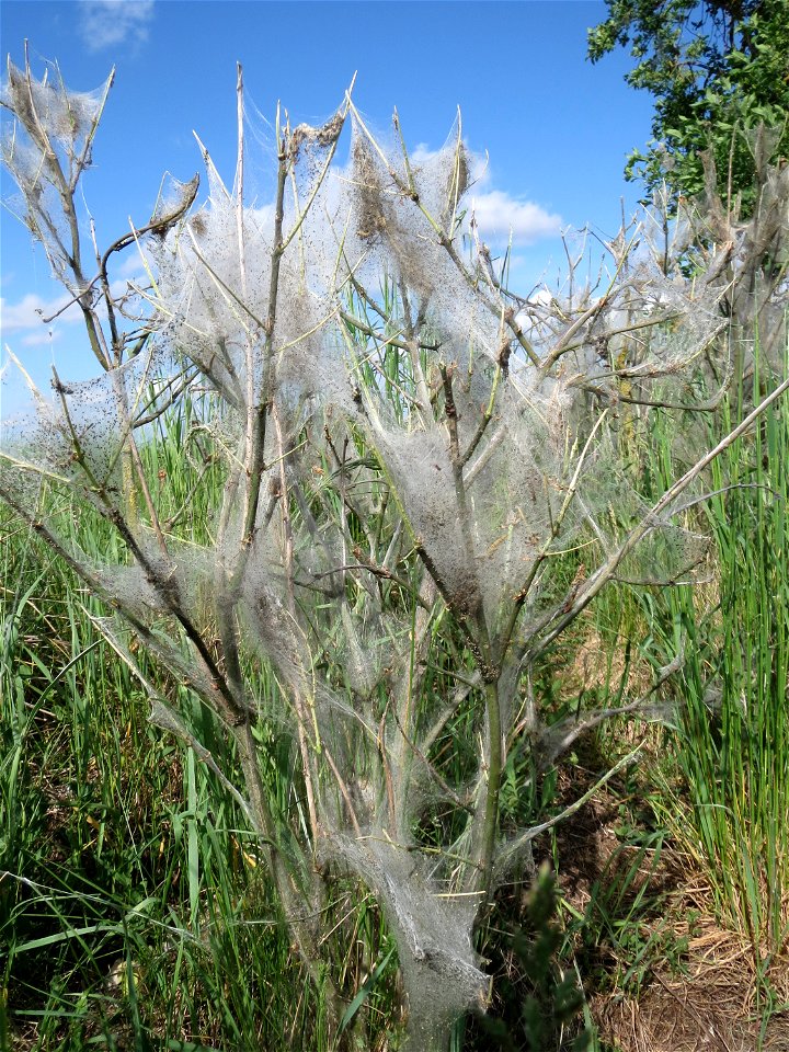 Pfaffenhütchen-Gespinstmotte (Yponomeuta cagnagella) an einem Pfaffenhütchen (Euonymus europaeus) im Naturschutzgebiet Alter Bahndamm