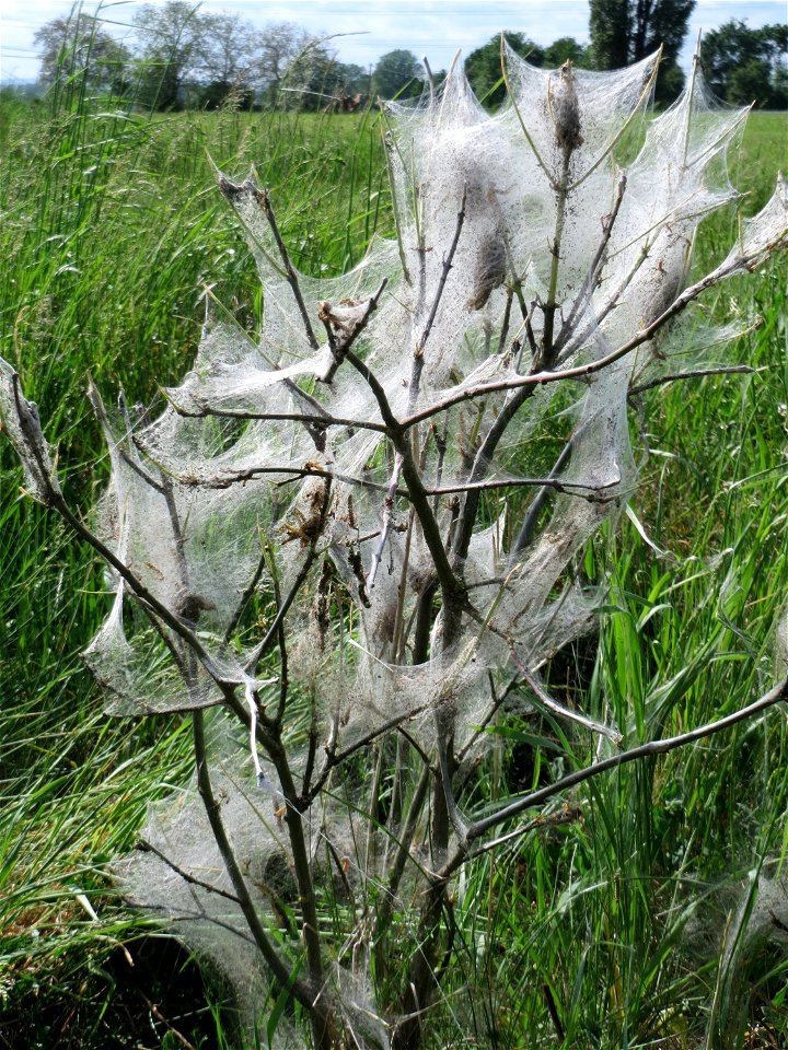Pfaffenhütchen-Gespinstmotte (Yponomeuta cagnagella) an einem Pfaffenhütchen (Euonymus europaeus) im Naturschutzgebiet Alter Bahndamm