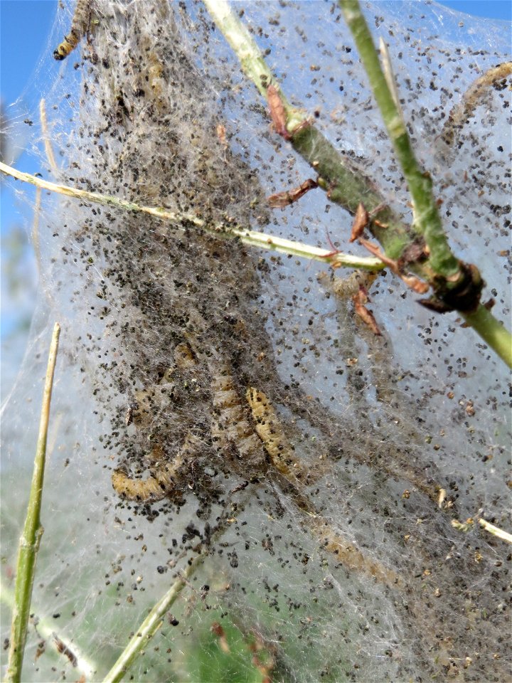 Pfaffenhütchen-Gespinstmotte (Yponomeuta cagnagella) an einem Pfaffenhütchen (Euonymus europaeus) im Naturschutzgebiet Alter Bahndamm