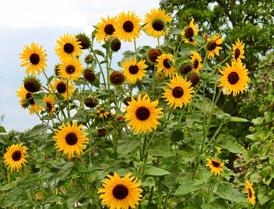 Summer yellow blooming