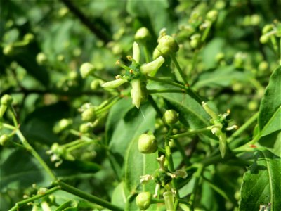 Europäisches Pfaffenhütchen (Euonymus europaeus) im Naturschutzgebiet Alter Bahndamm