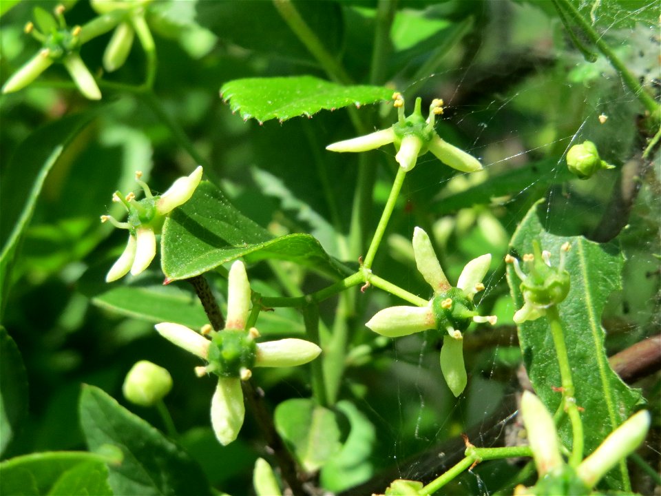 Gewöhnlicher Spindelstrauch oder Pfaffenhütchen (Euonymus europaeus) bei Reilingen