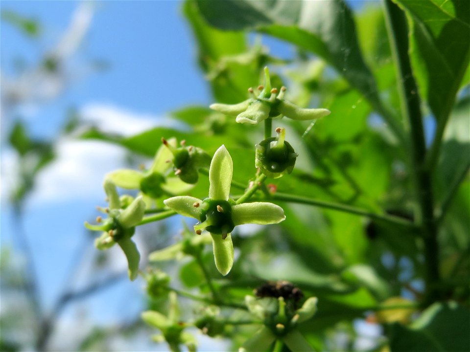 Pfaffenhütchen (Euonymus europaeus) bei Reilingen