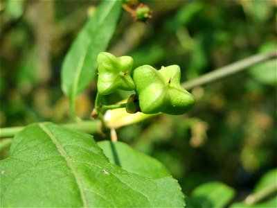 Pfaffenhütchen (Euonymus europaeus) bei Hockenheim