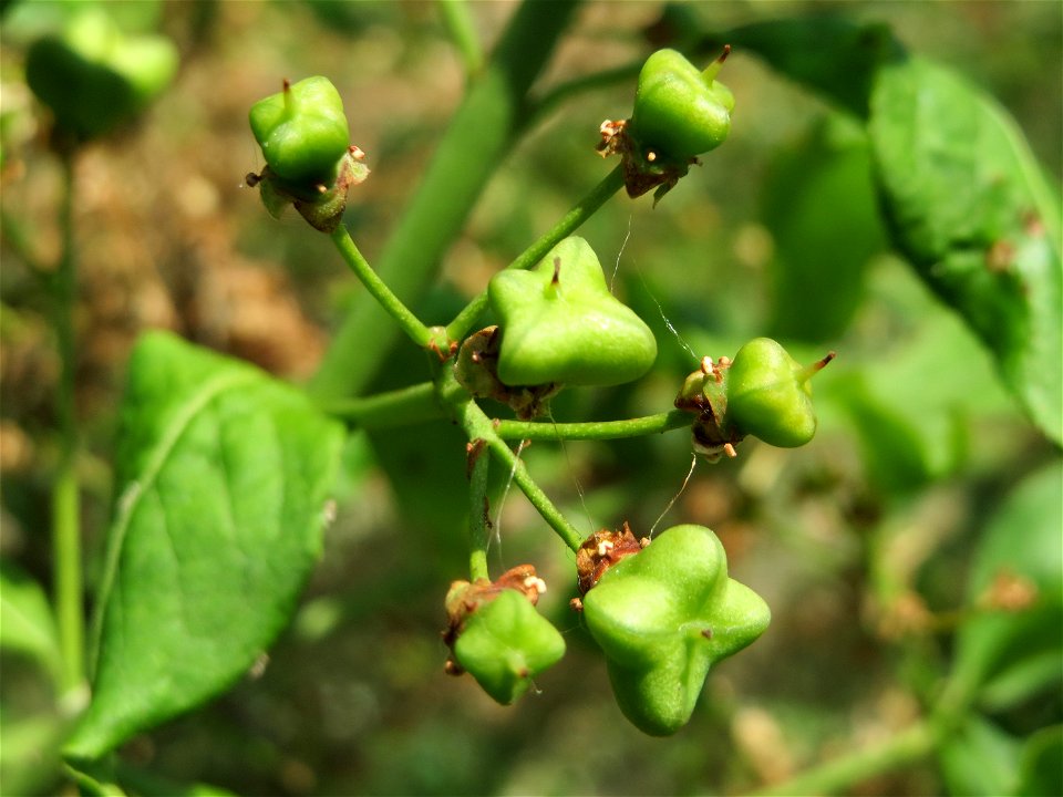 Pfaffenhütchen (Euonymus europaeus) bei Hockenheim