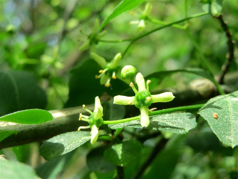 Pfaffenhütchen (Euonymus europaeus) auf dem Feldherrenhügel (Naturschutzgebiet Oftersheimer Dünen)