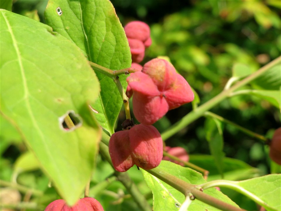 Gewöhnlicher Spindelstrauch oder Pfaffenhütchen (Euonymus europaeus) in Saarbrücken