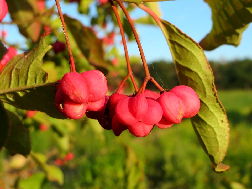 Pfaffenhütchen (Euonymus europaeus) an den Oftersheimer Dünen