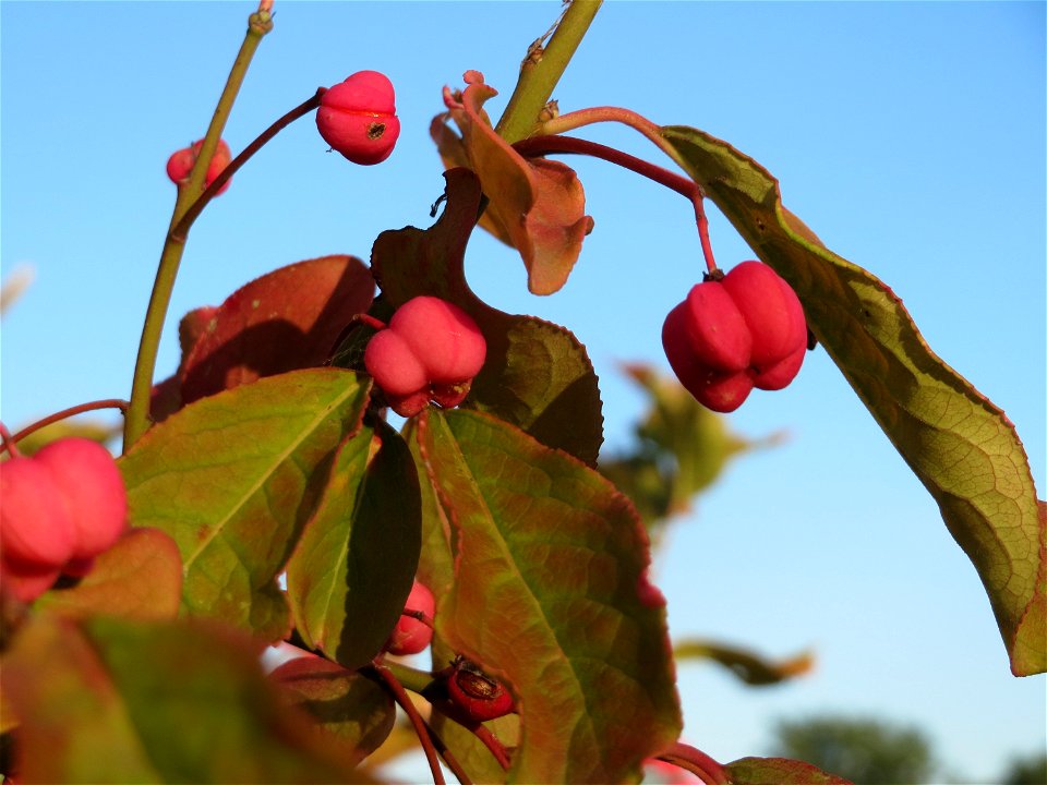 Pfaffenhütchen (Euonymus europaeus) an den Oftersheimer Dünen