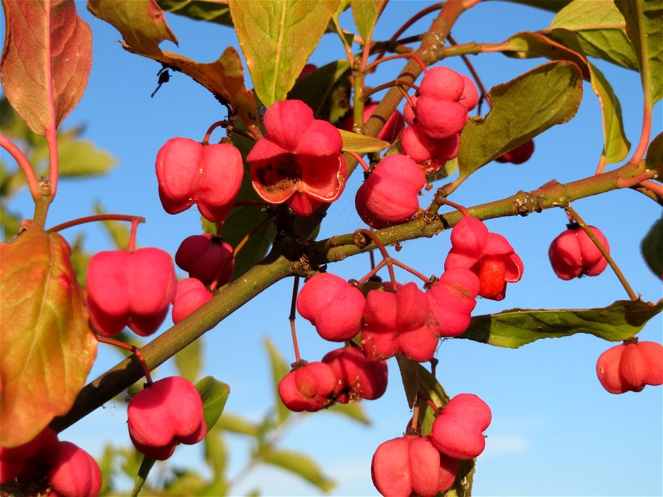 Pfaffenhütchen (Euonymus europaeus) an den Oftersheimer Dünen