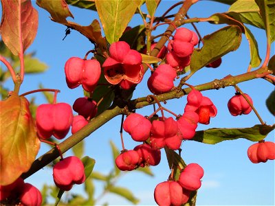 Pfaffenhütchen (Euonymus europaeus) an den Oftersheimer Dünen