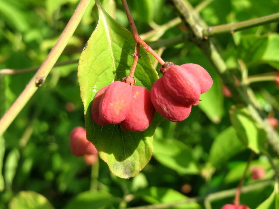 Pfaffenhütchen (Euonymus europaeus) in Saarbrücken